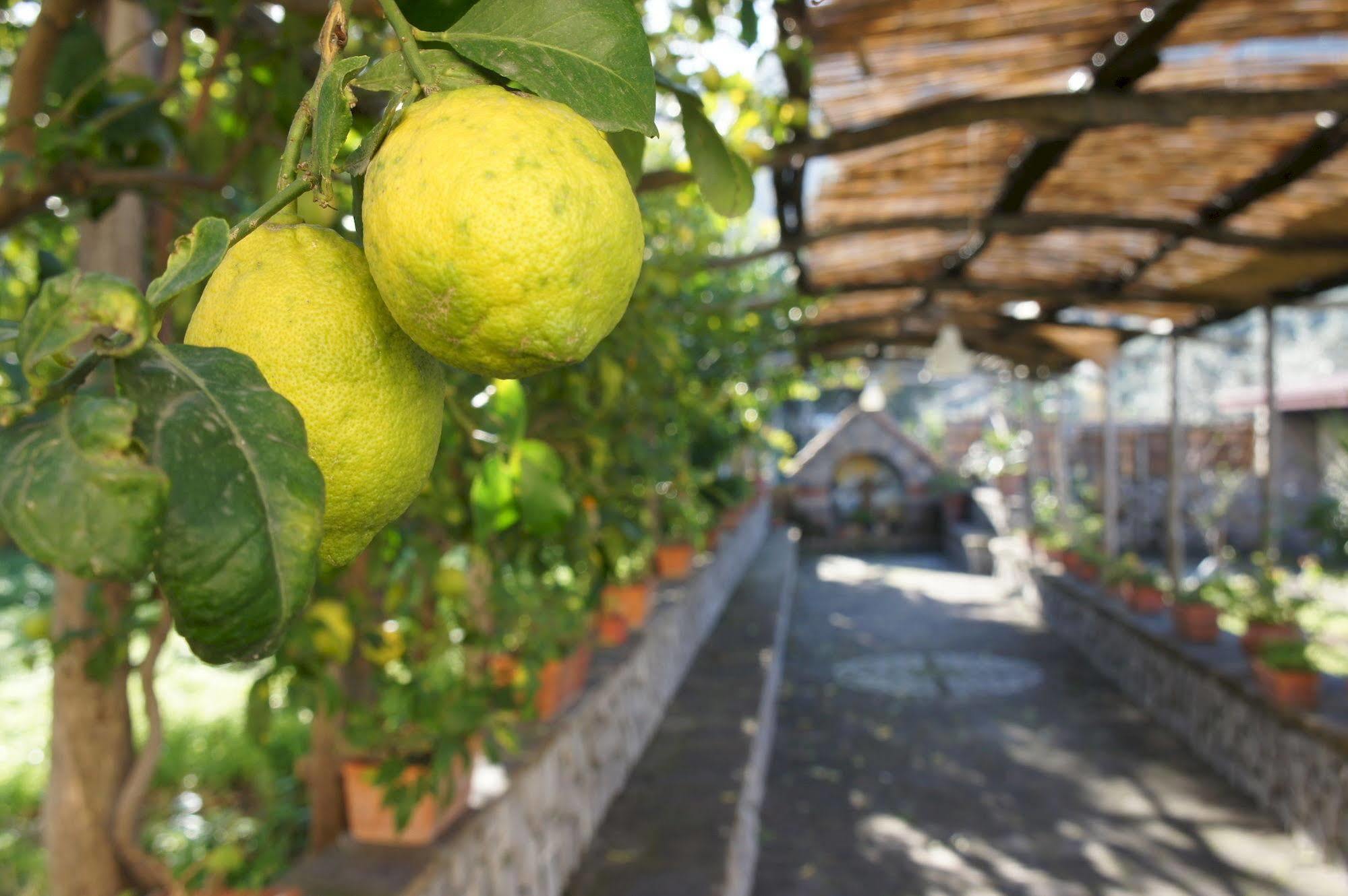 San Francesco Relais Bed & Breakfast Massa Lubrense Luaran gambar